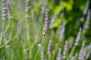 Photo Lavender oil