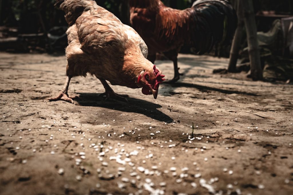 Photo Chicken coop