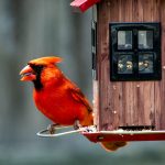 Photo Backyard coop