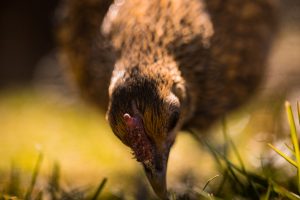 Photo Chicken pecking