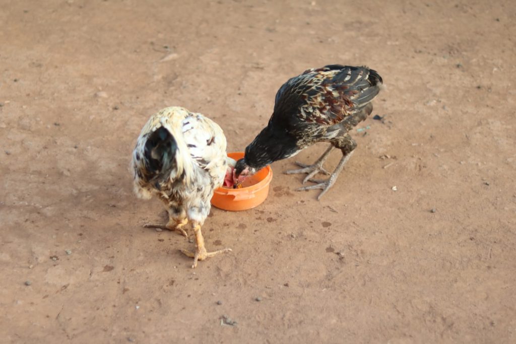 Photo Chicken waterer