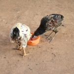 Photo Chicken waterer