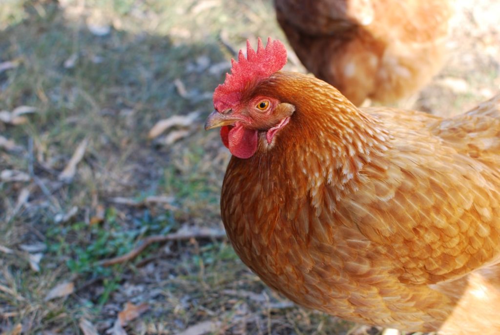 Photo Chicken-proof fence