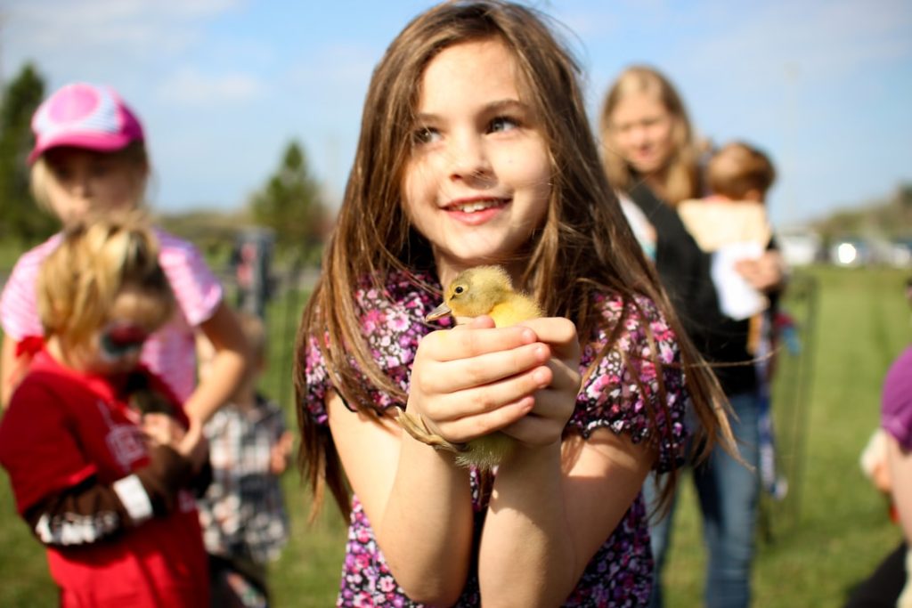 Photo Chick in incubator