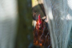 Photo Chicken wire