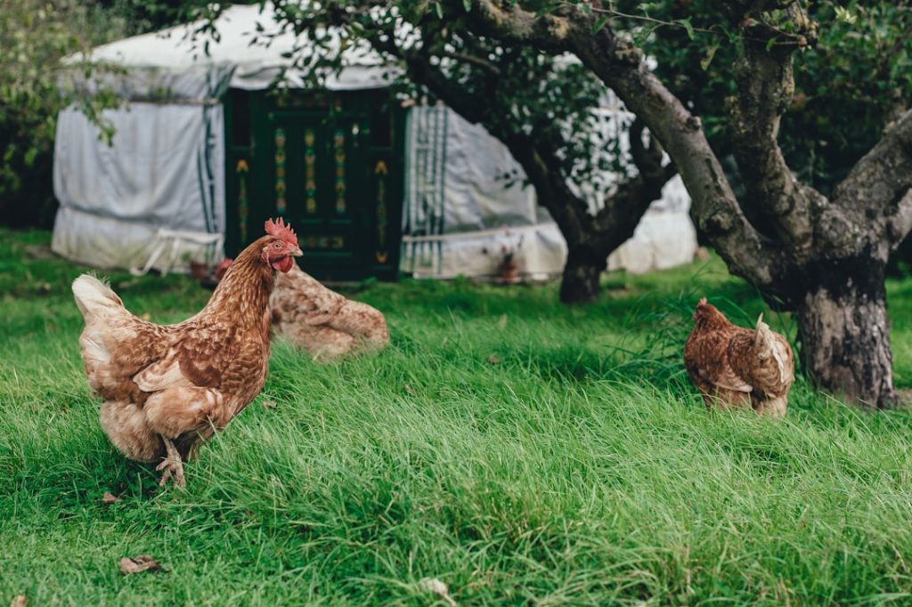 Photo Nesting hen