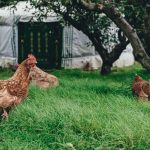 Photo Nesting hen