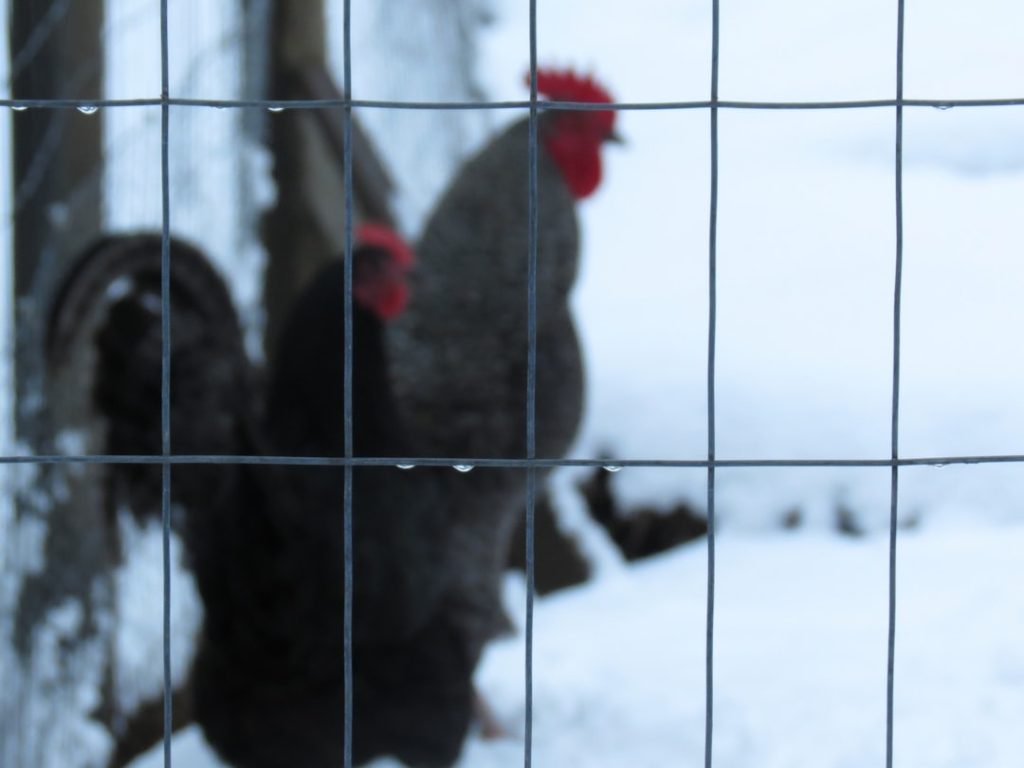 Photo Chicken fence