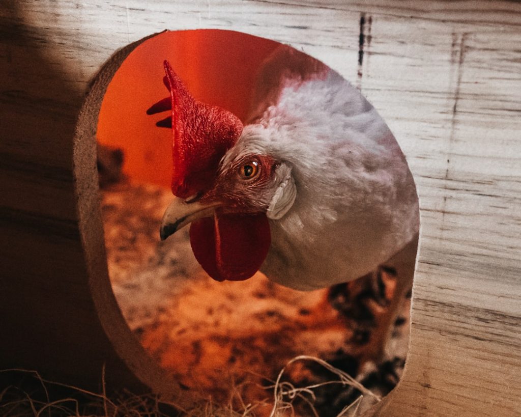 Photo Chicken coop