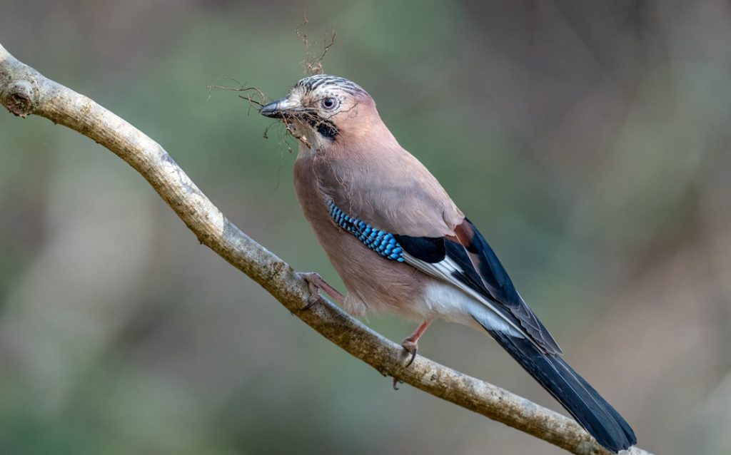 Photo Nesting material