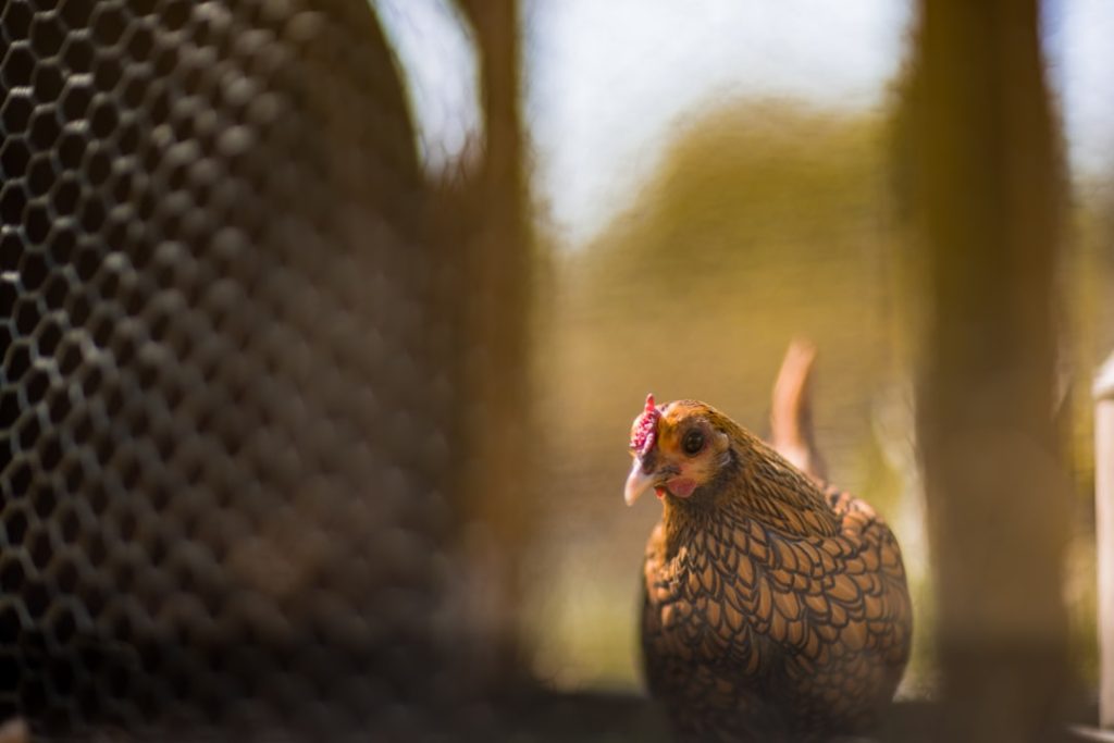 Photo Chicken pecking