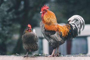 Photo Chicken feed bag