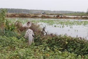 Photo Scarecrow