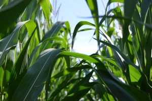 Photo Corn kernels