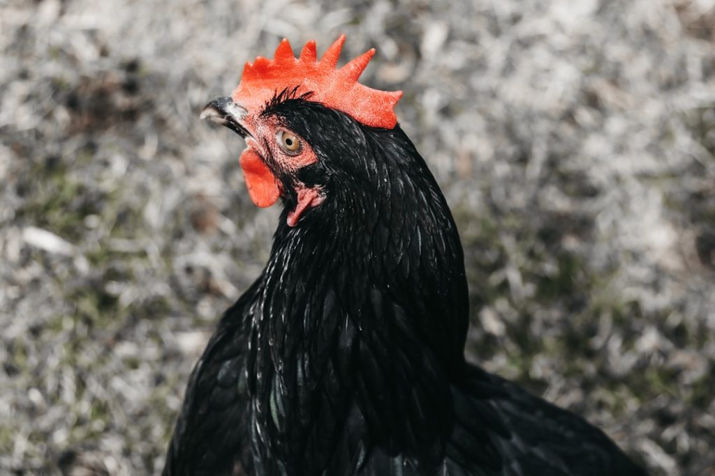 Photo Chicken coop