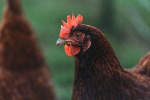 Photo Molting chickens