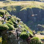 Photo Nesting boxes