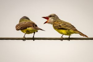 Photo Open beak