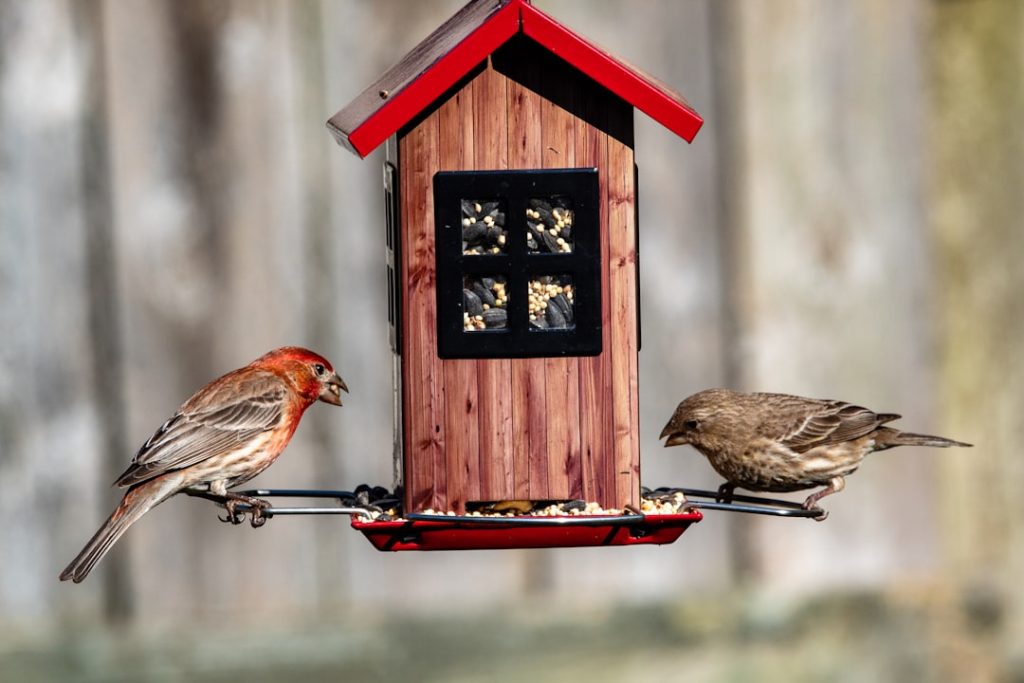 Photo Backyard coop