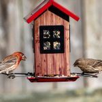 Photo Backyard coop