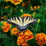 Photo Marigold garden