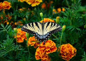 Photo Marigold garden