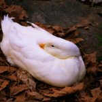 Photo Chicken waterer