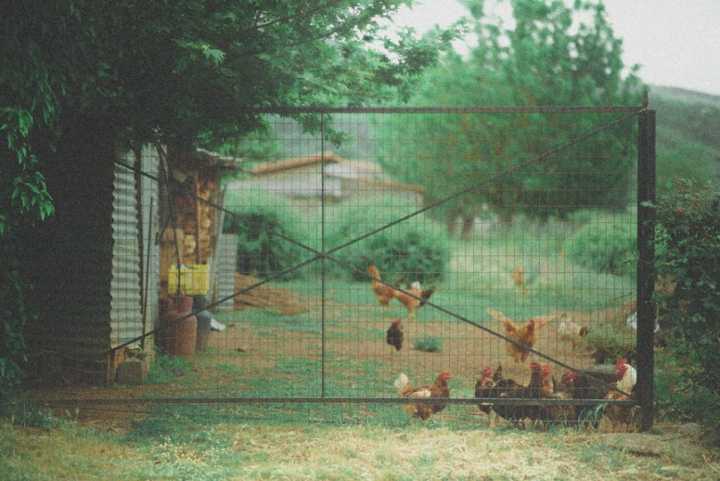 Photo Backyard coop