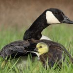 Photo Duck and chickens