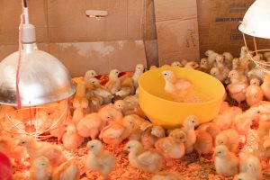 Photo Chicken coop full of hens