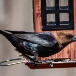 Photo Backyard coop