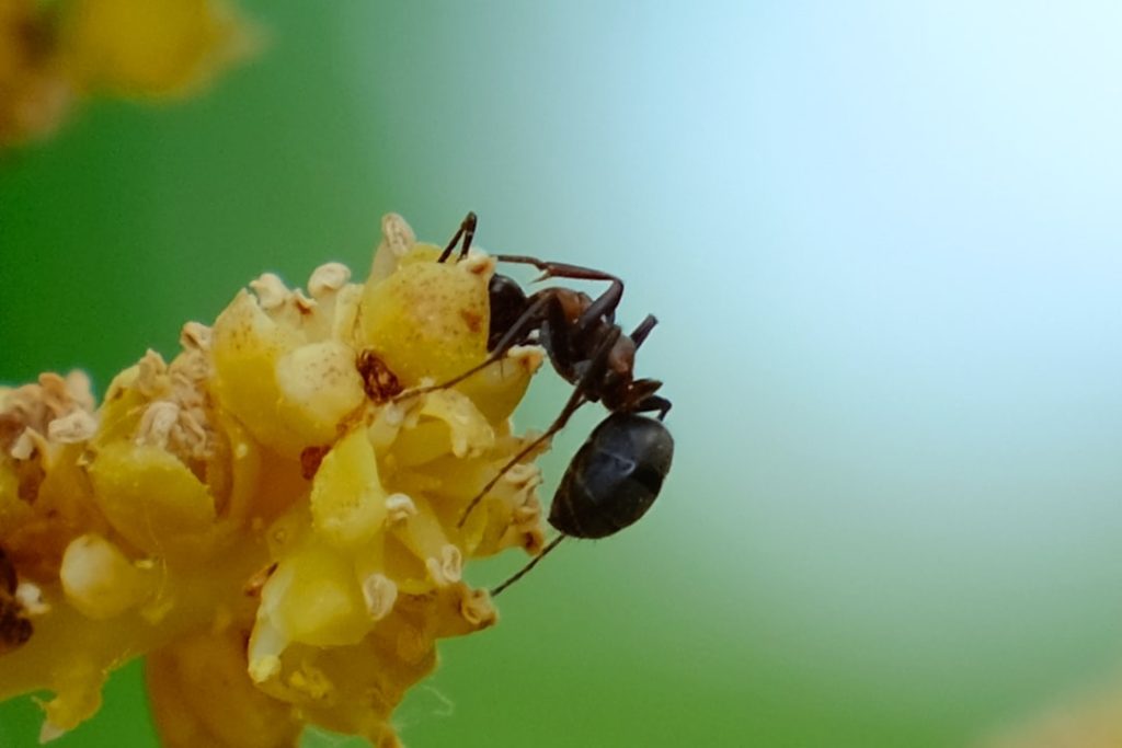 Photo Ant-proof feeder