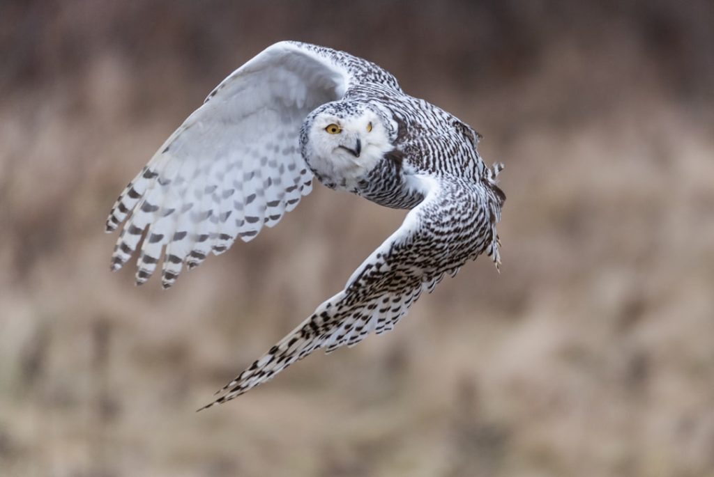 Photo Fake owl