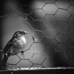 Photo Chicken wire