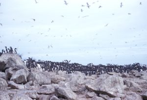 Photo Mixed flock