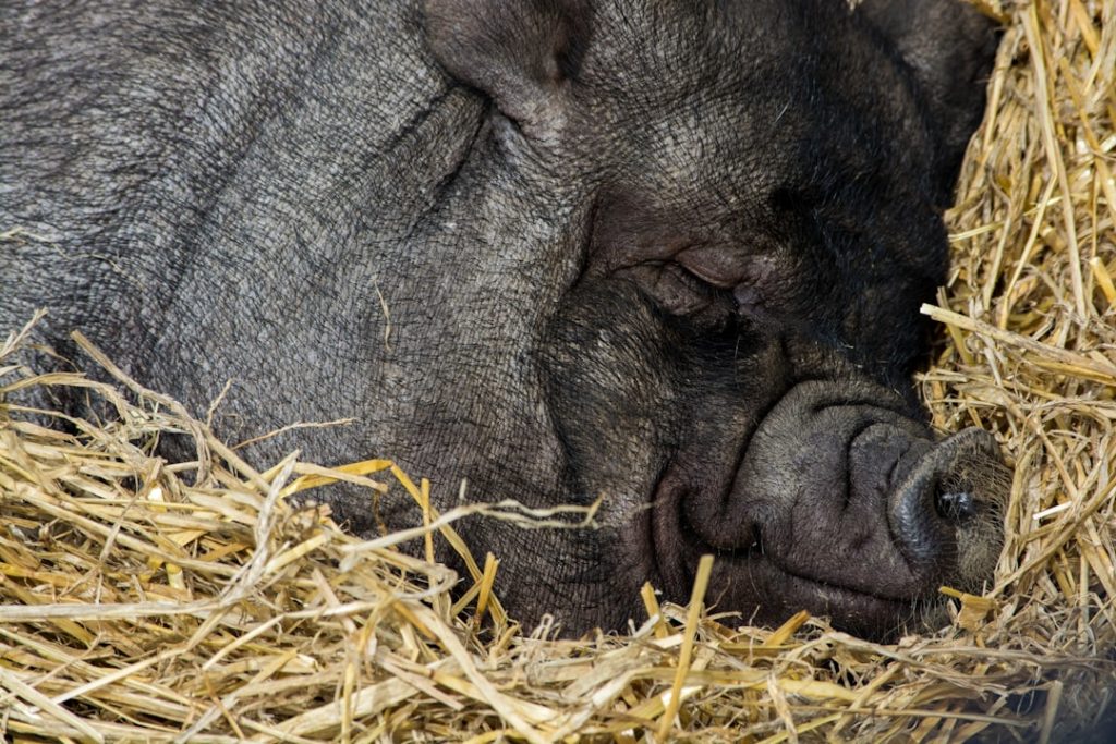 Photo Pig and chicken