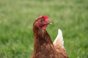 Photo Backyard chickens