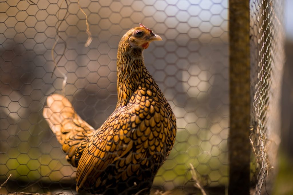 Photo Chicken pecking