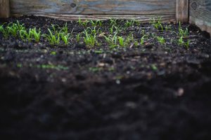 Photo Urban farming