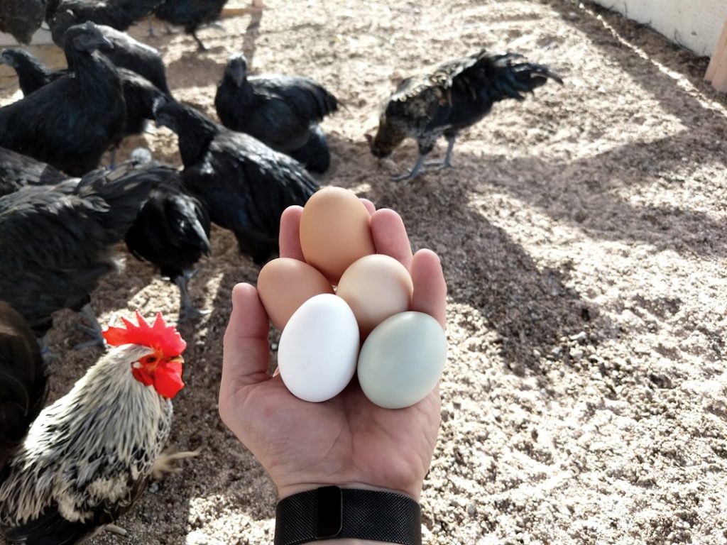 Photo Fresh eggs