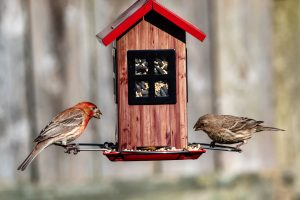 Photo Backyard coop