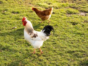 Photo Chicken swing