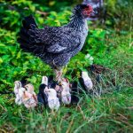 Photo Chicken feet dipped in solution