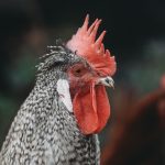 Photo Chickens hatching