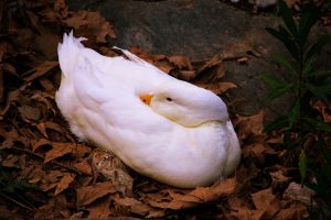 Photo Chicken waterer