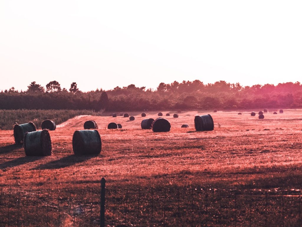 Photo Hay bedding