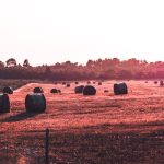 Photo Hay bedding