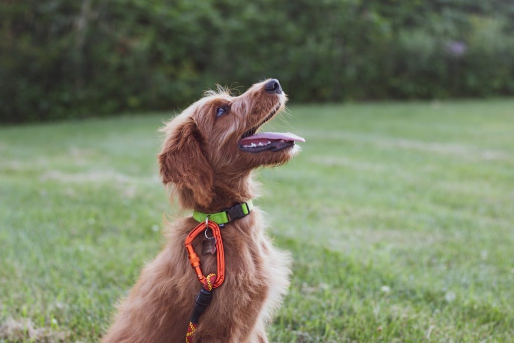 Photo Training collar