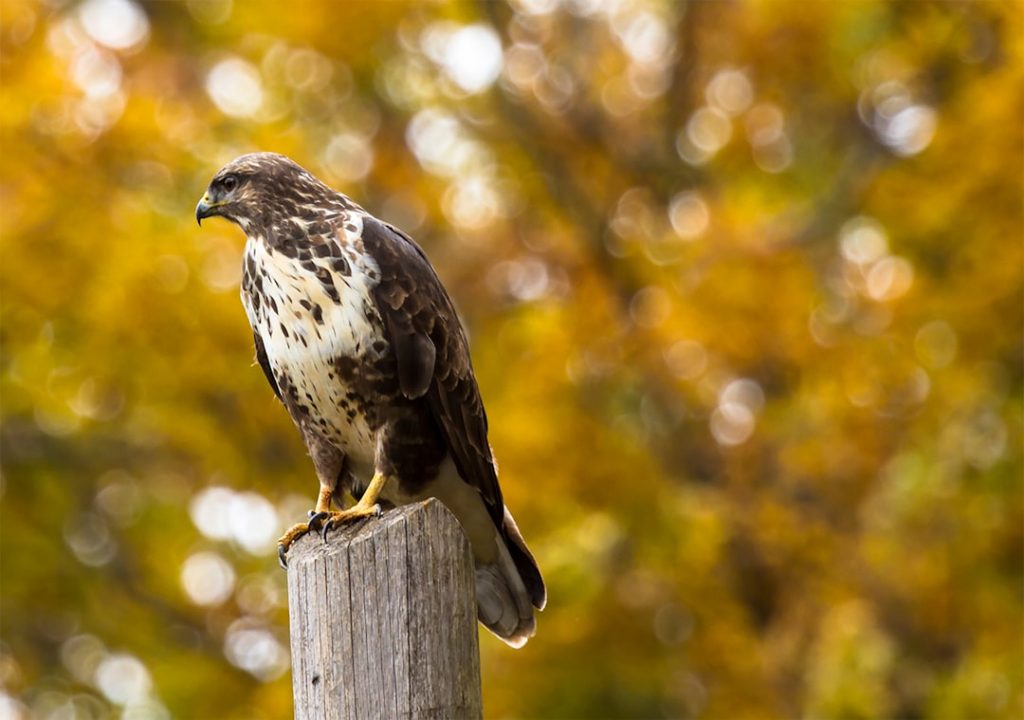 Photo Hawk attacking