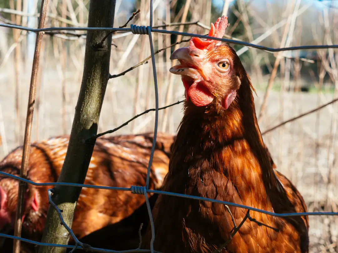 how-to-keep-chickens-away-from-your-house